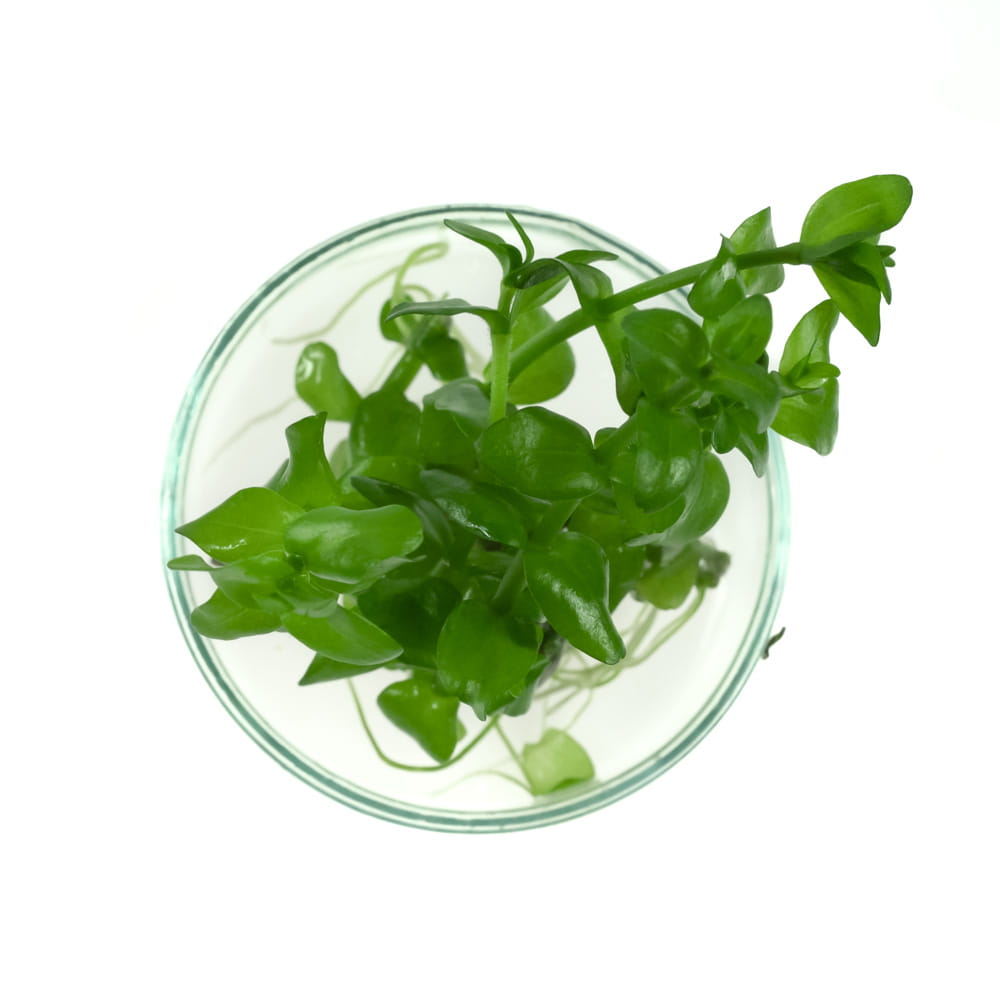 Bacopa Caroliniana bacopa karolińska in vitro